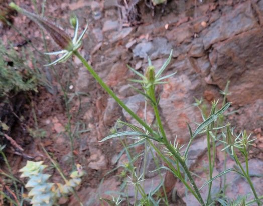 Hibiscus aethiopicus var. ovatus stem getting ready